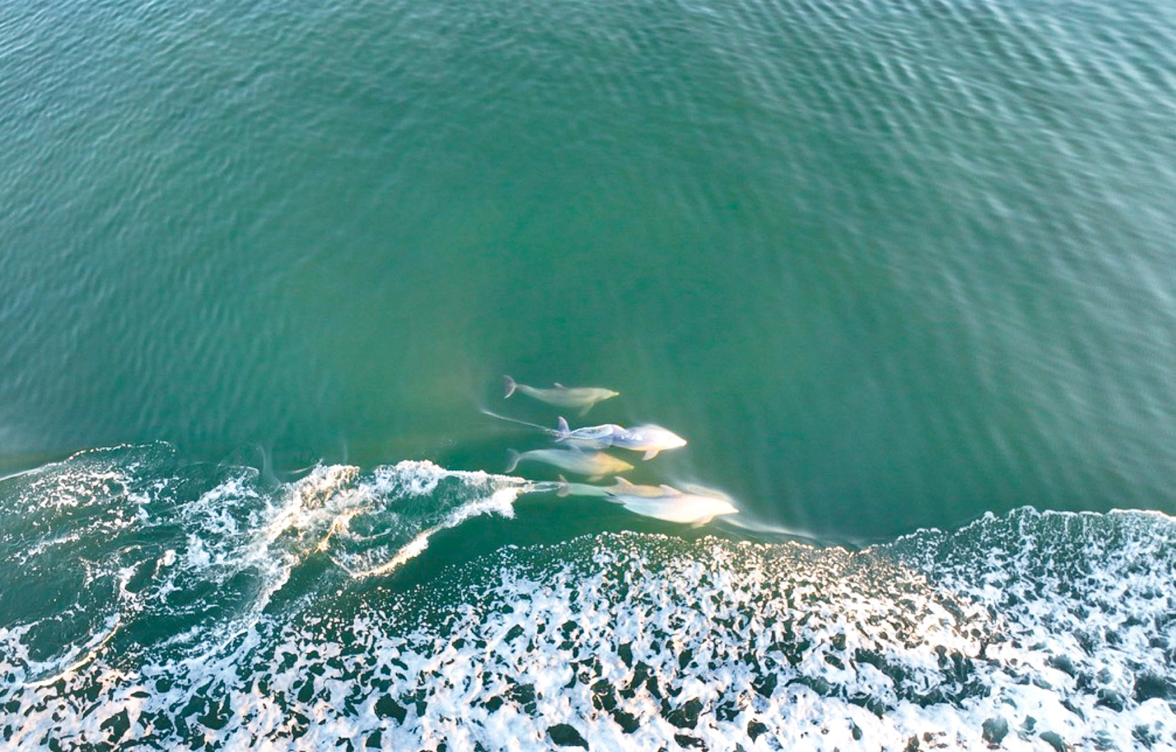 NJDrone-DolphinPhoto-1 NJDrone-dolphin photo