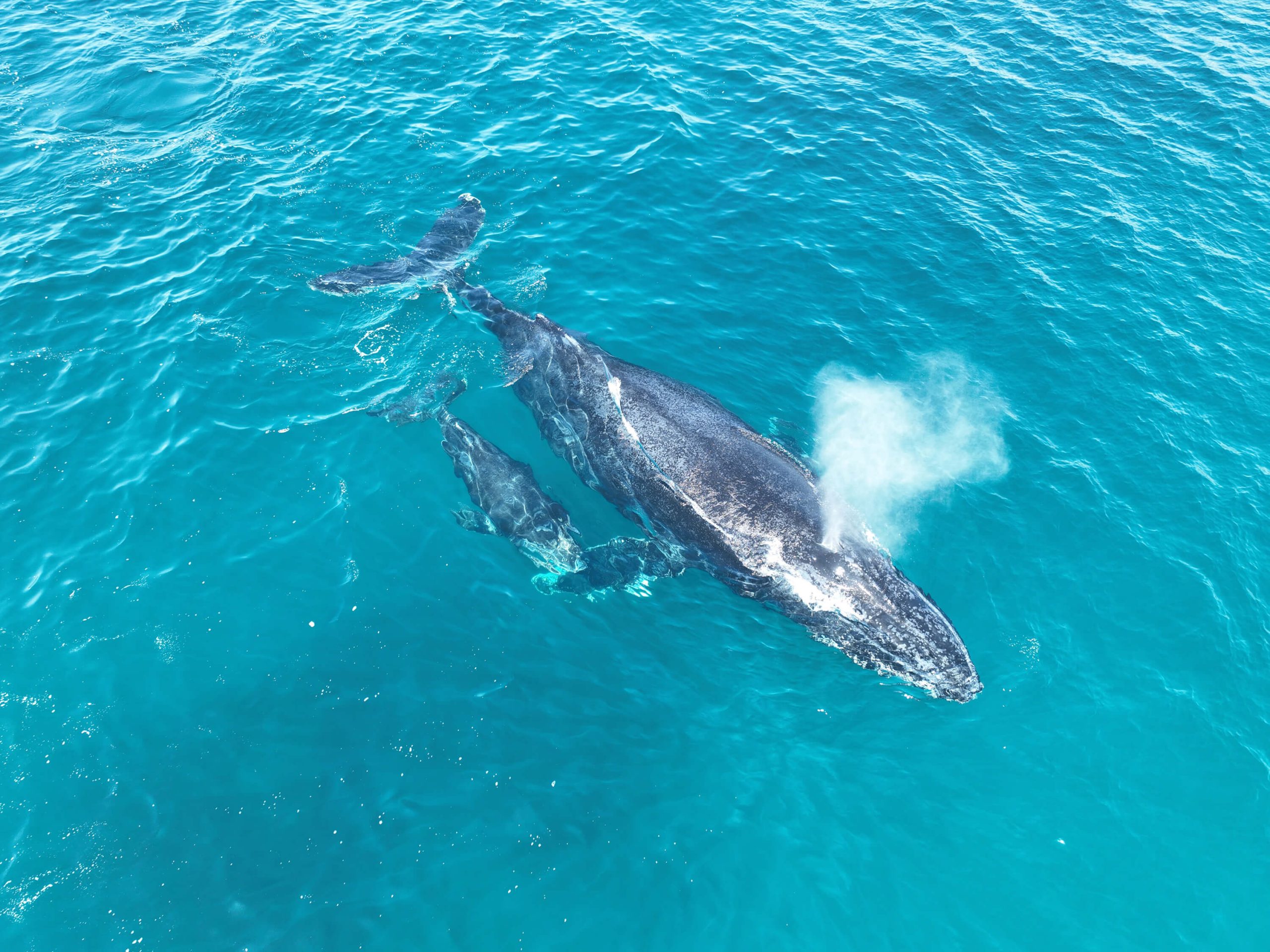 NJDrone-WhalePhoto-3 NJDrone-WhalePhoto3