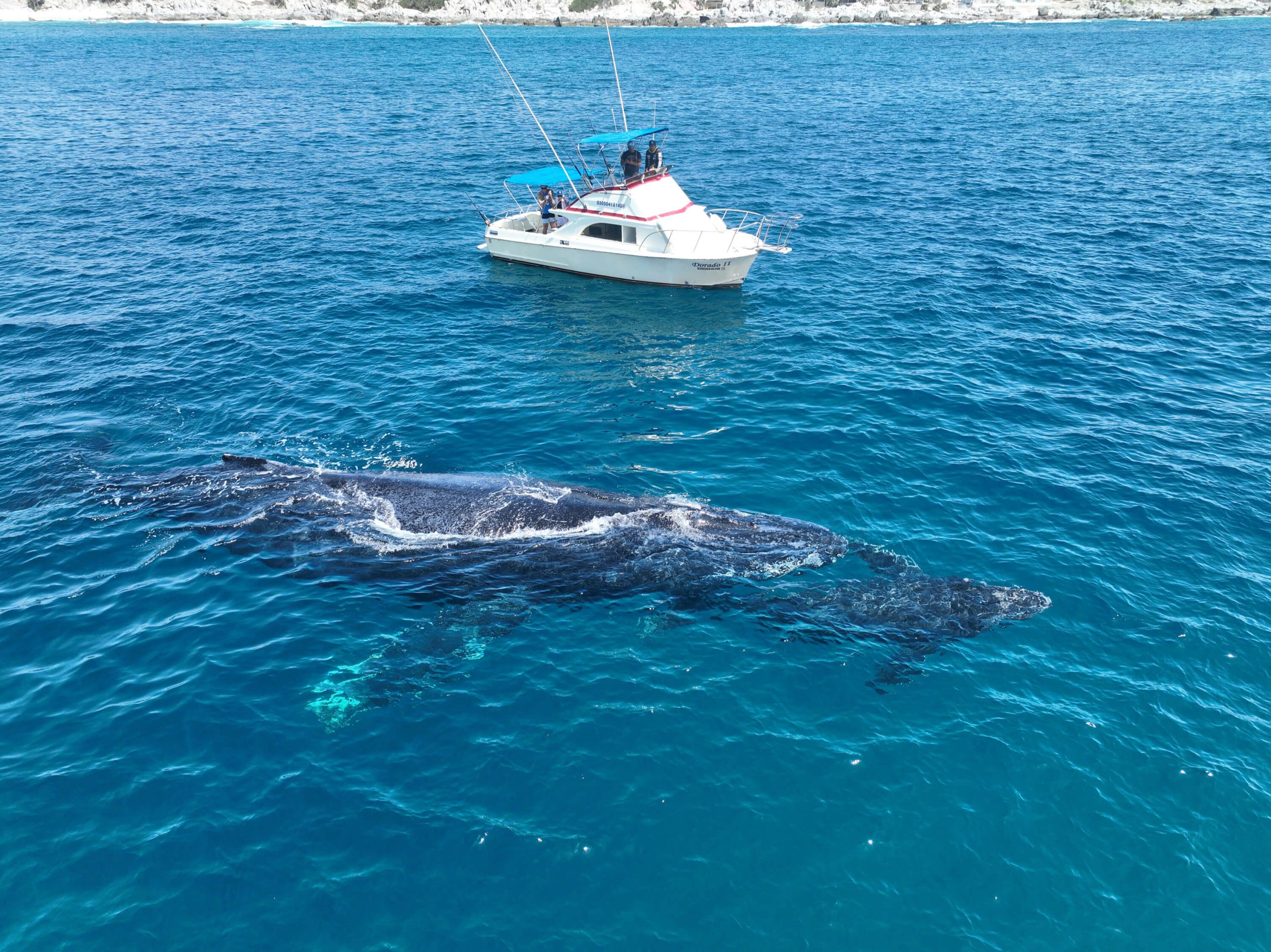 NJDrone-WhalePhoto-4 NJDrone-WhalePhoto4