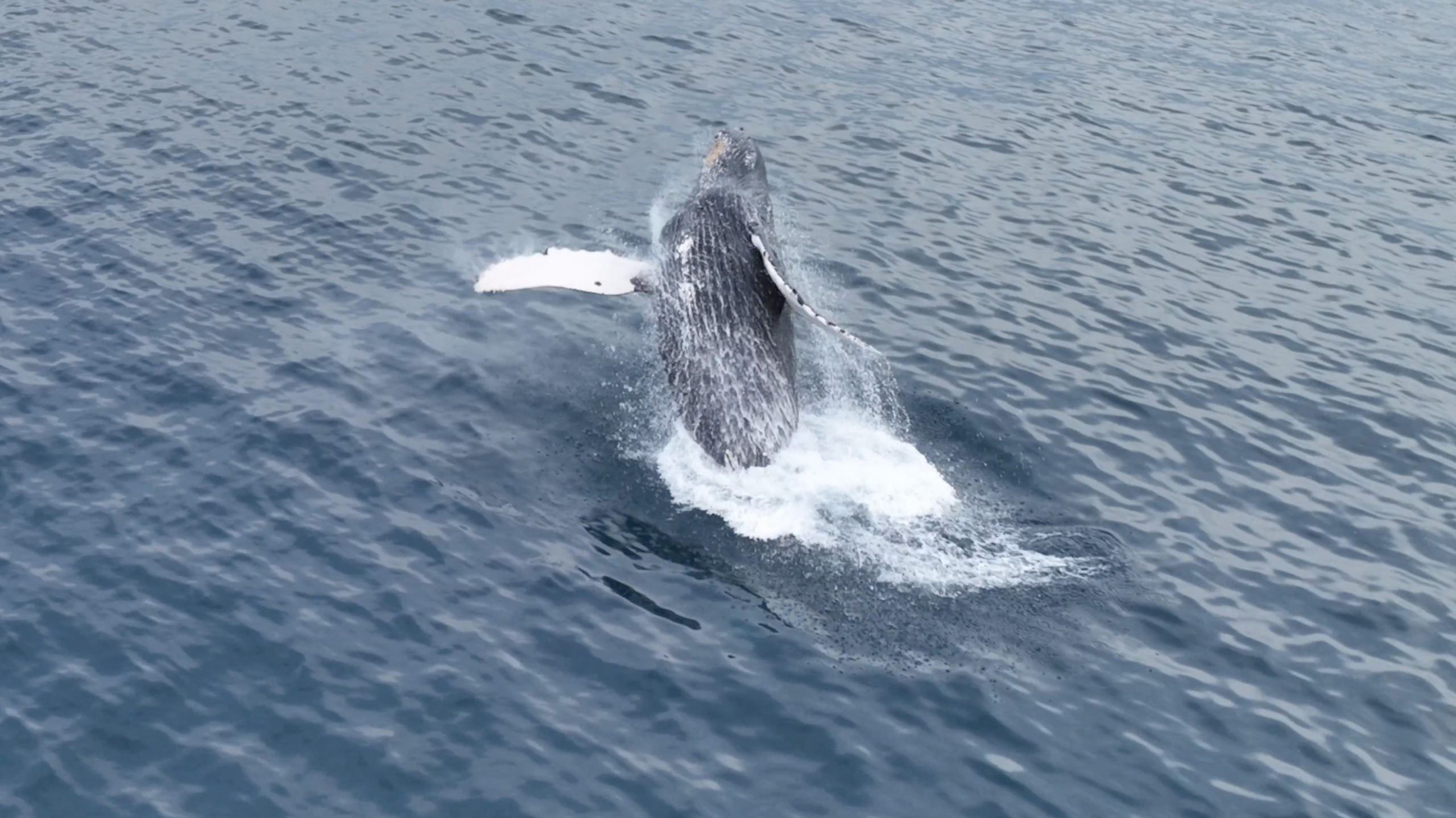 WhaleShotCabo_2 whale shot cabo