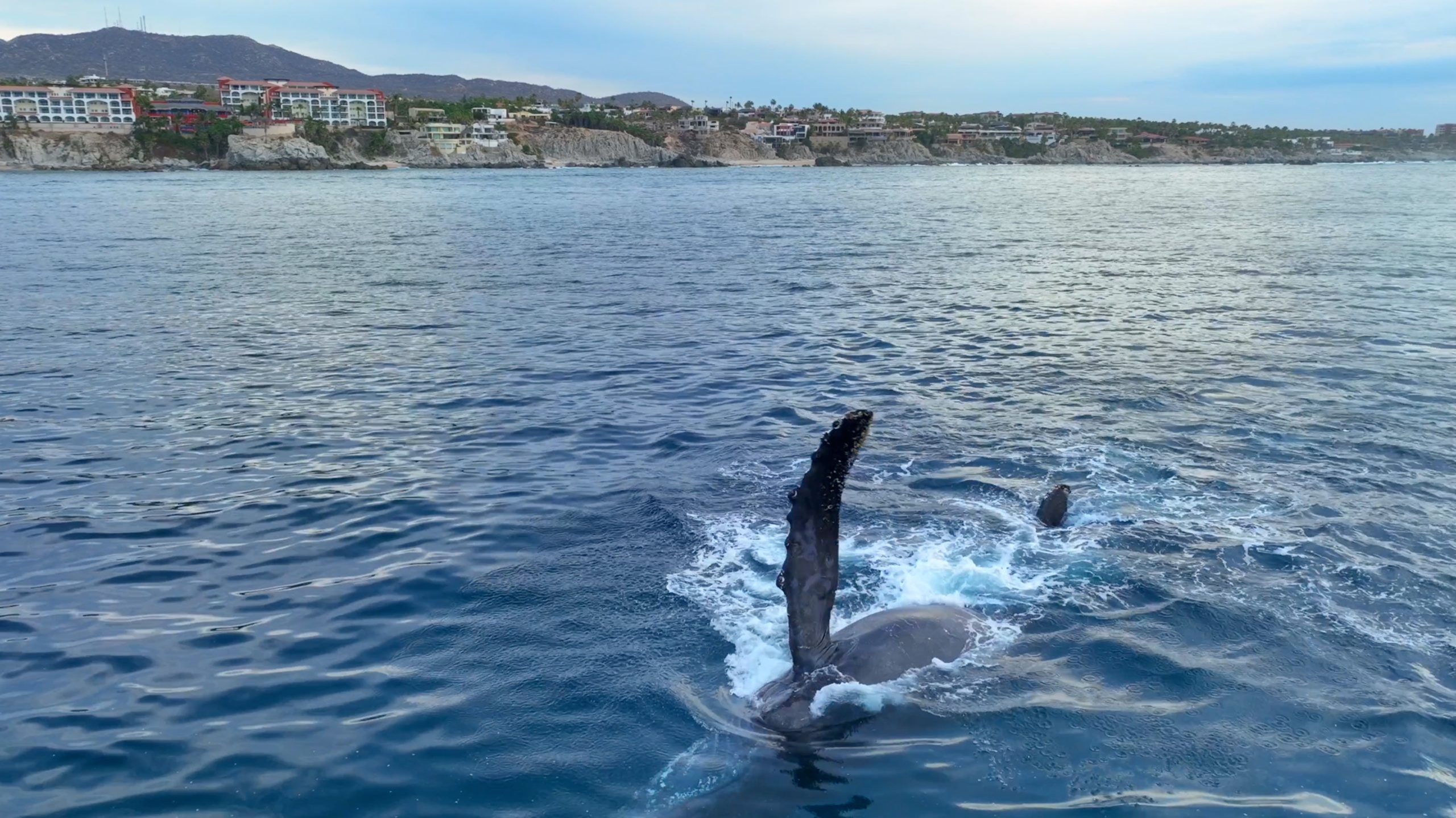 WhaleShotCabo_6 whale shot cabo